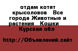 отдам котят крысоловов - Все города Животные и растения » Кошки   . Курская обл.